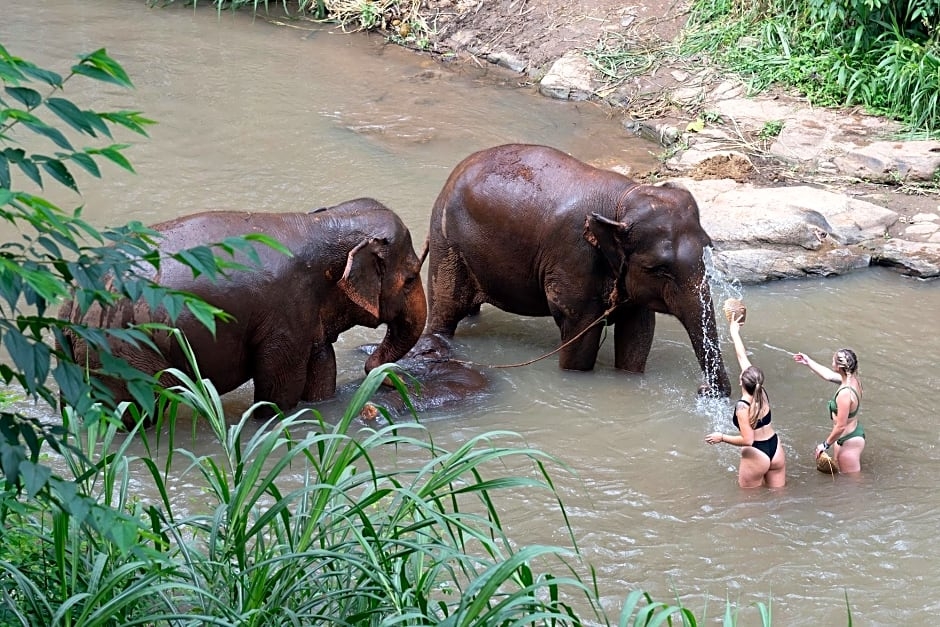 Chiang Mai Elephant Friends