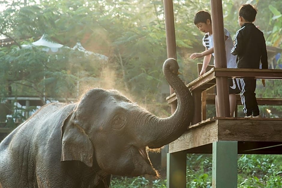 Chiang Mai Elephant Friends